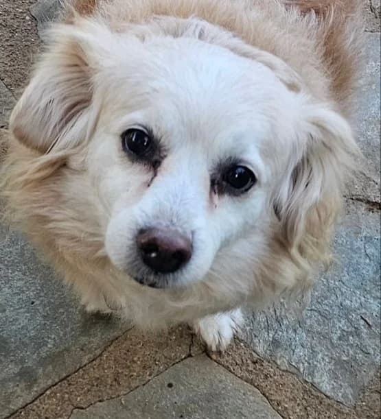 Benjie M, male senior mixed breed for adoption at 2nd Chance Dogs