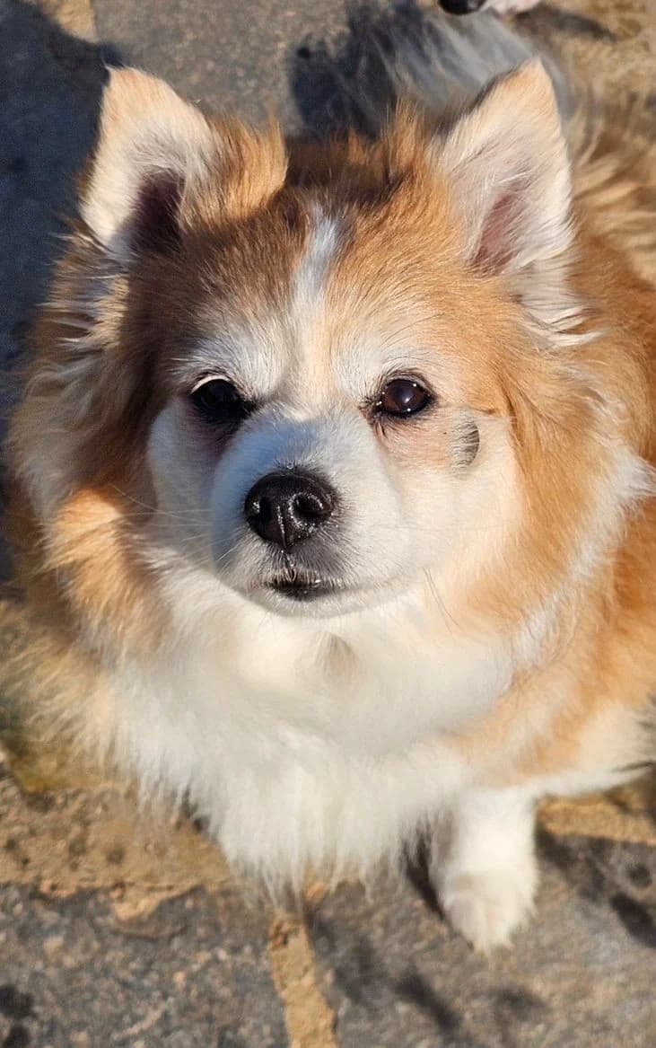 Leo M, male senior mixed breed for adoption at 2nd Chance Dogs