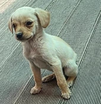 Male 1, male puppy mixed breed for adoption at 2nd Chance Dogs