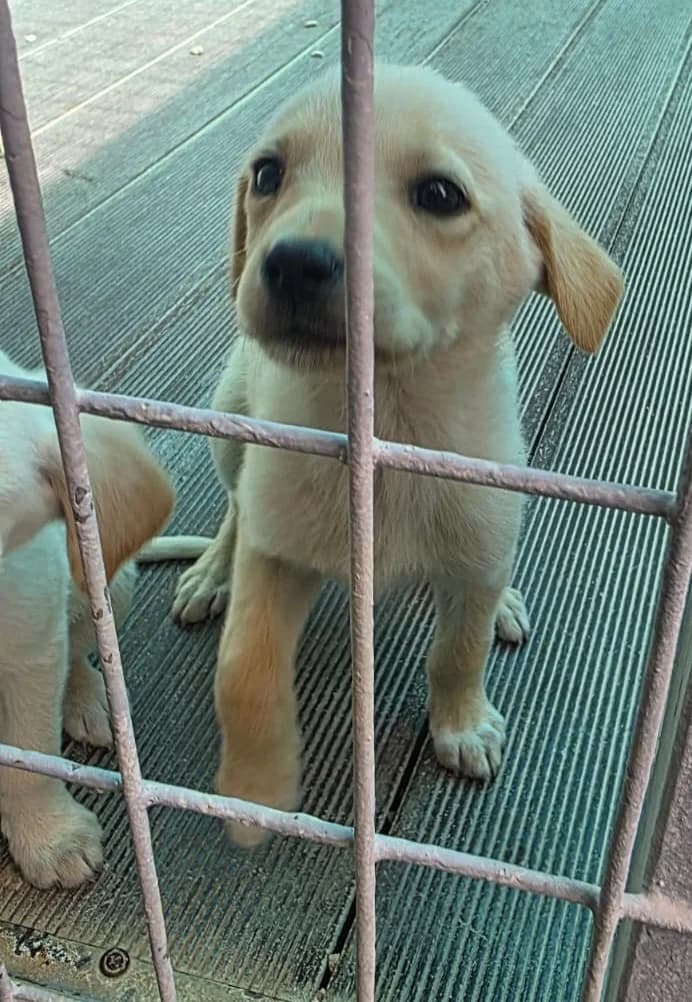 Female 2, female puppy mixed breed for adoption at 2nd Chance Dogs