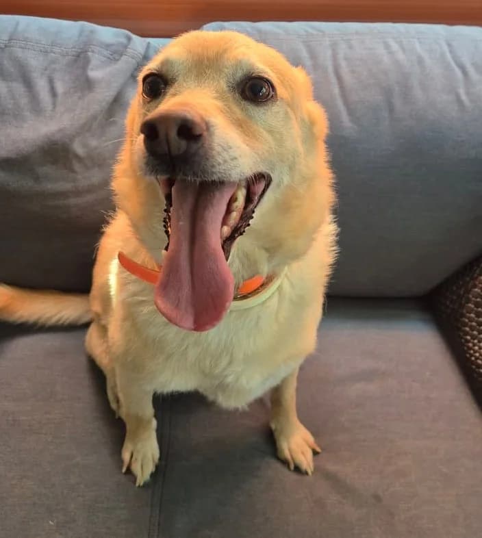 Raul,  (2nd Chance Dogs)