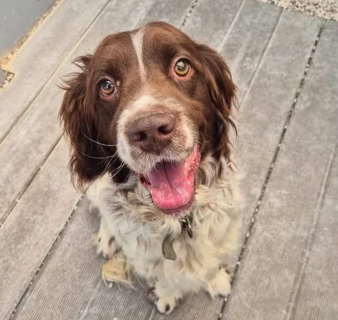 Bobo,  (2nd Chance Dogs)