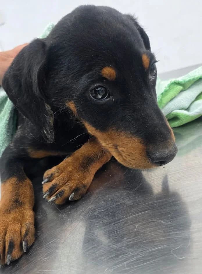 Cosmo, male puppy mixed breed for adoption at 2nd Chance Dogs
