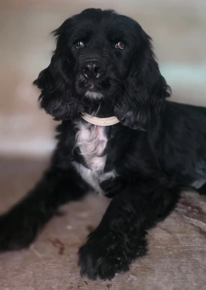 Tulsi, female young Cocker Spaniel for adoption at 2nd Chance Dogs