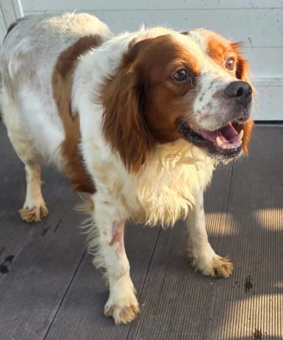 Emanuela, female 3yo Brittany Spaniel for adoption at 2nd Chance Dogs