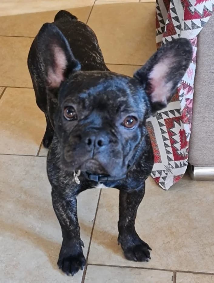 Danzy, female puppy Boston Terrier for adoption at 2nd Chance Dogs