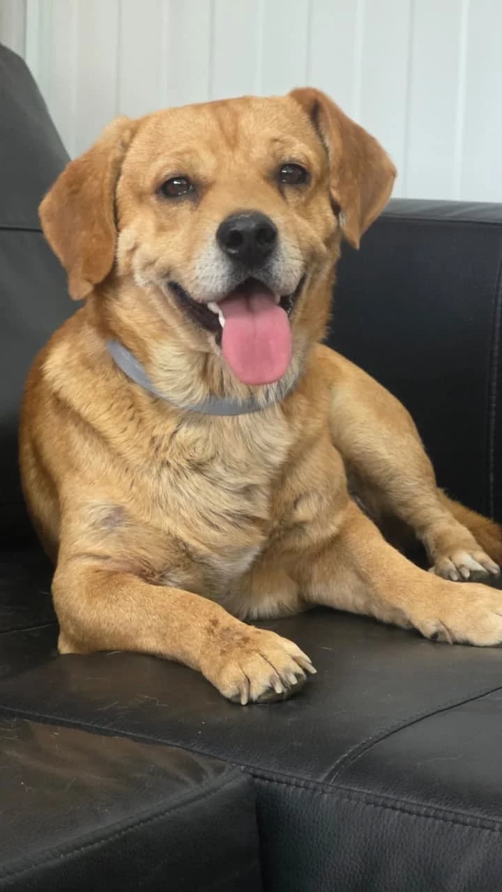 Shorty, female 3yo mixed breed for adoption at 2nd Chance Dogs