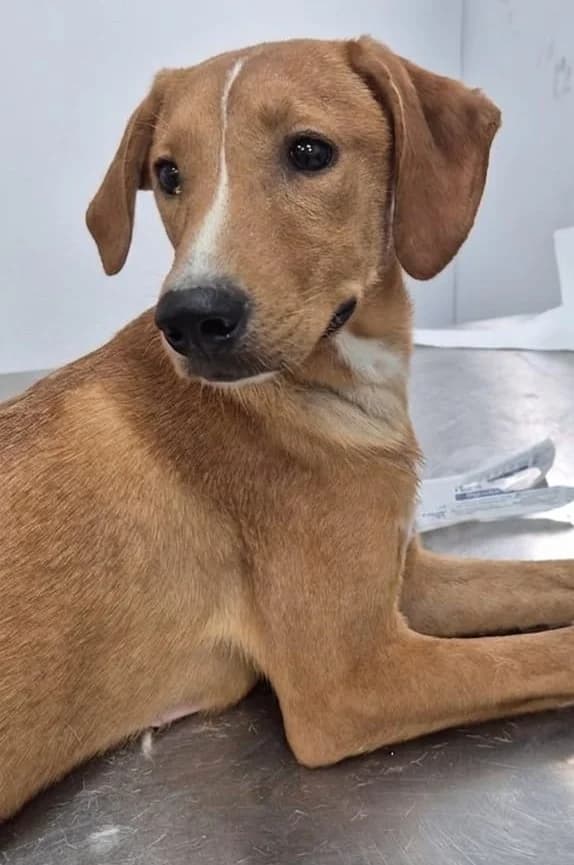 Baela, female puppy Labrador Retriever for adoption at 2nd Chance Dogs