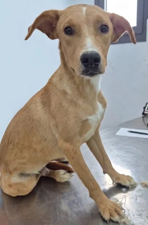 Aegon, male puppy Labrador Retriever for adoption at 2nd Chance Dogs