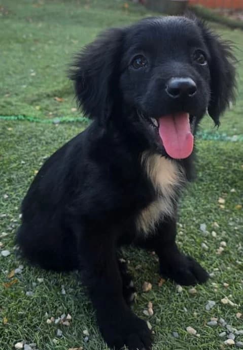 Silna, female puppy mixed breed for adoption at 2nd Chance Dogs
