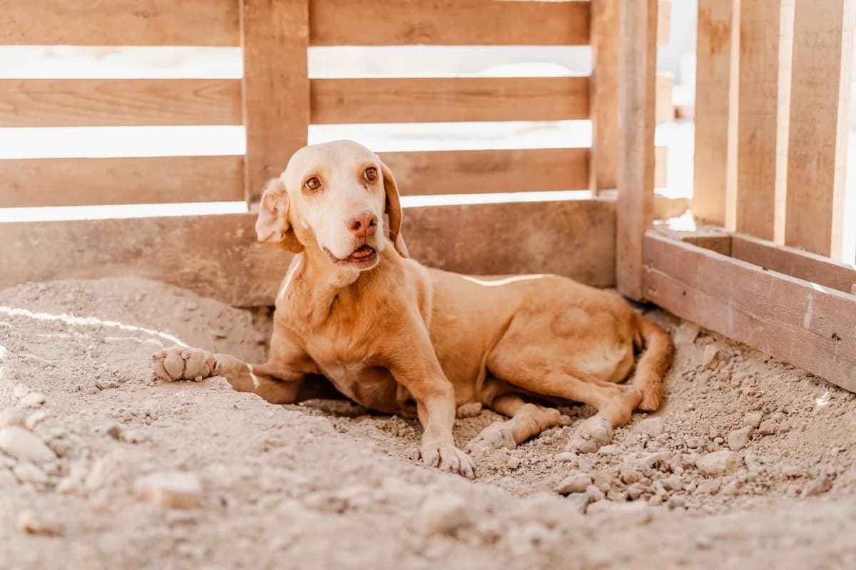 Katy,  senior Mixed Breed for adoption at A.I.R.S. Foundation