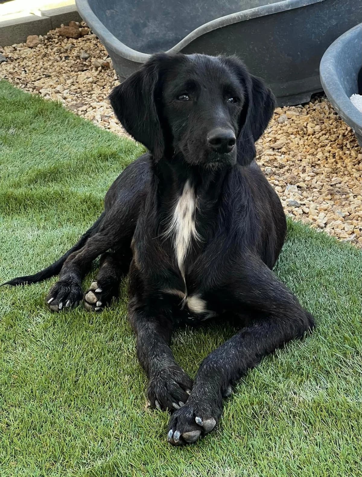 Riggi,  senior Mixed Breed for adoption at A.I.R.S. Foundation