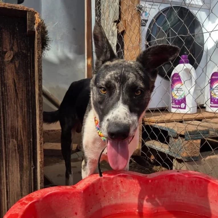 Ziggy,  3yo Mixed Breed for adoption at A.I.R.S. Foundation