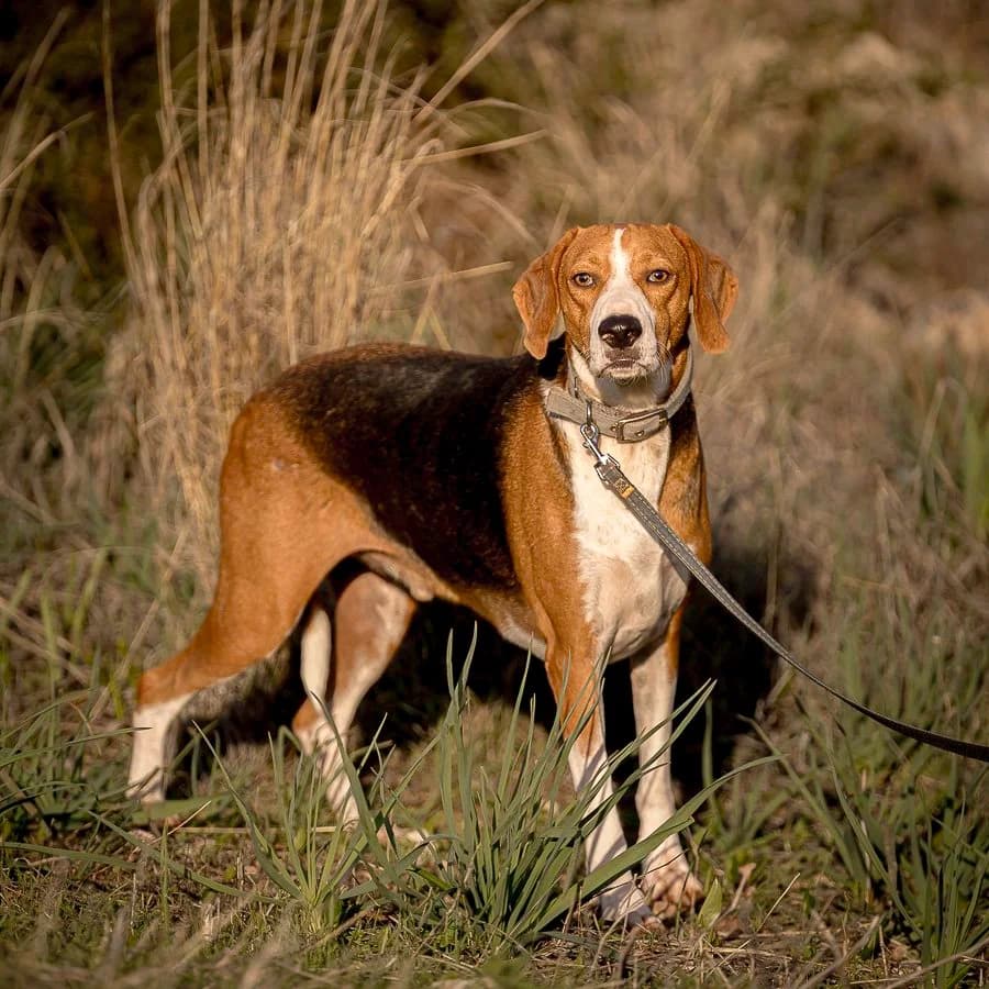 Prince, 5yo Mixed Breed for adoption at A.I.R.S. Foundation