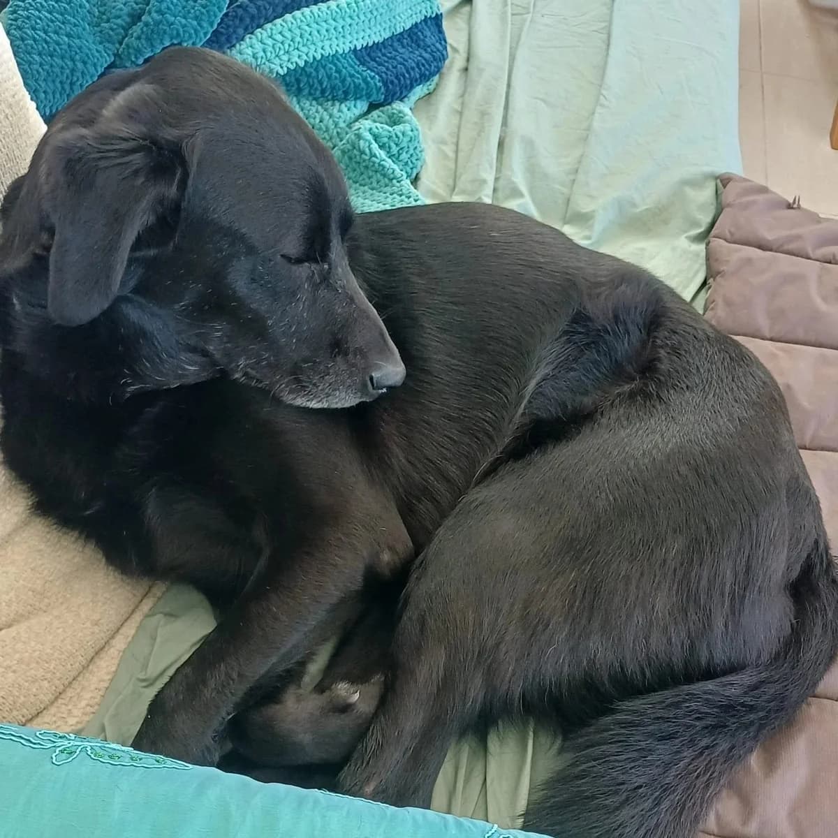 Wolfie, black  Labrador Retriever for adoption at A.I.R.S. Foundation