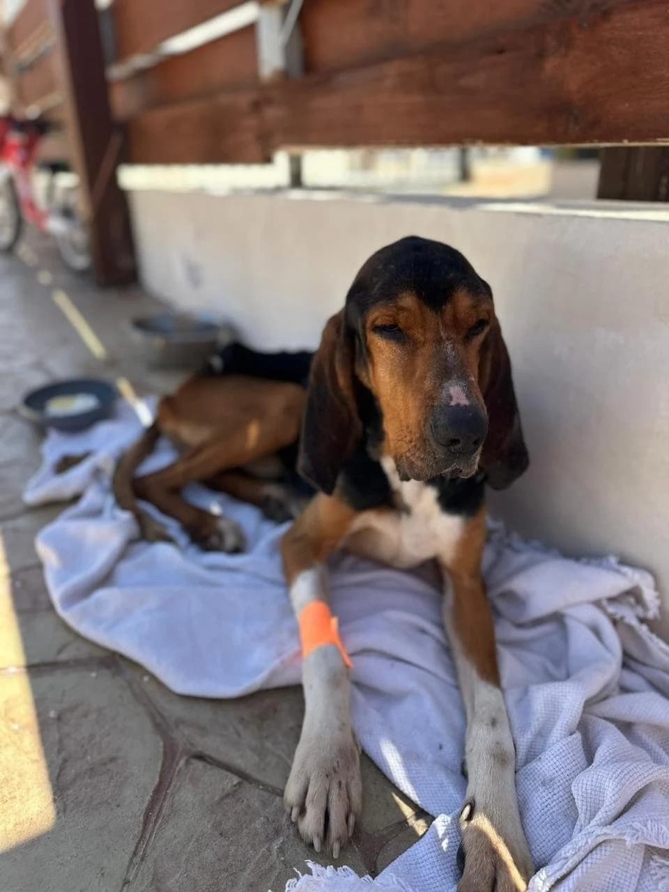 Nero,  5yo Mixed Breed for adoption at A.I.R.S. Foundation