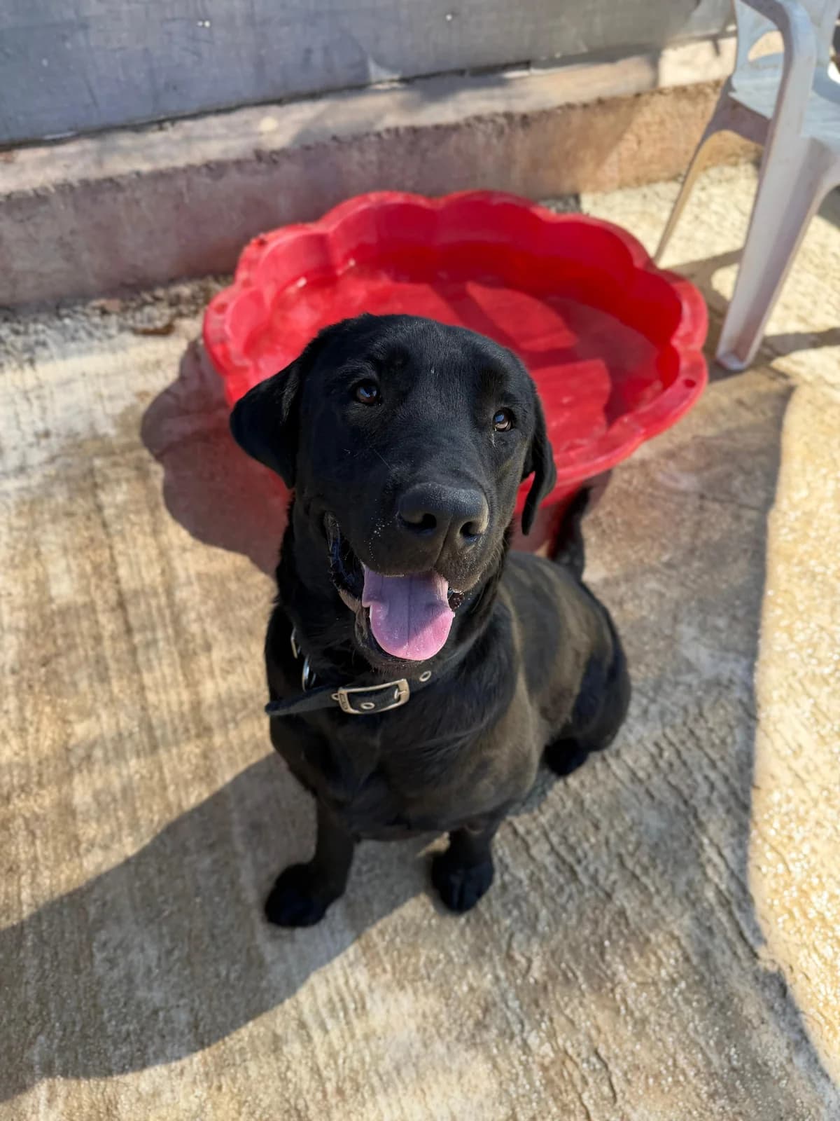Jay, black  puppy Labrador Retriever for adoption at A.I.R.S. Foundation