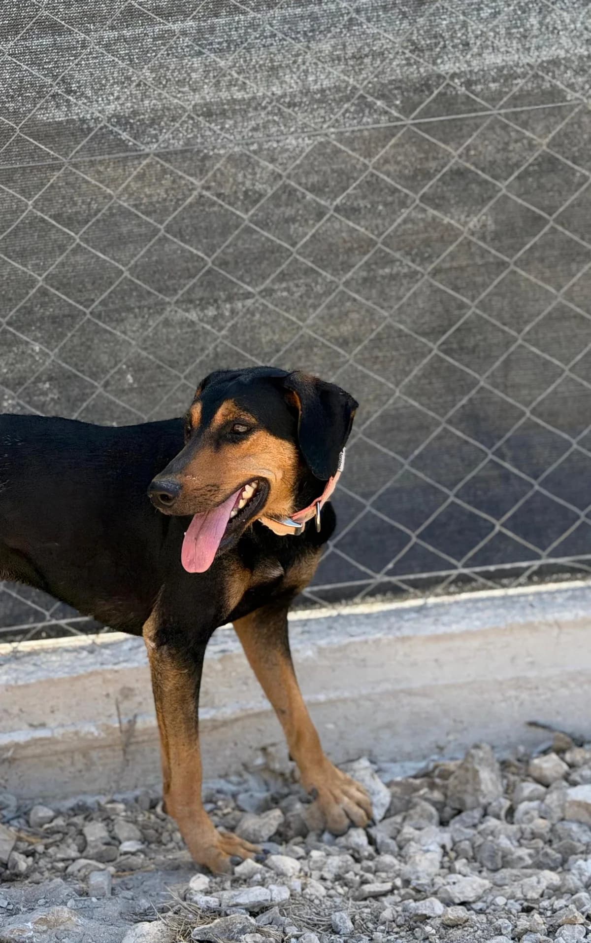 Jack, black/tan  mixed breed for adoption at A.I.R.S. Foundation