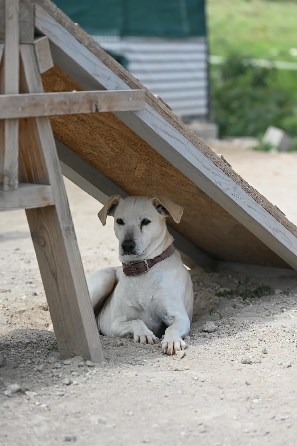 Boe, senior Mixed Breed for adoption at A.I.R.S. Foundation