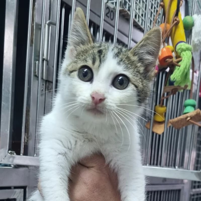 Your new
Pal,  mixed breed for adoption at Animal Rescue Cyprus, Paphos