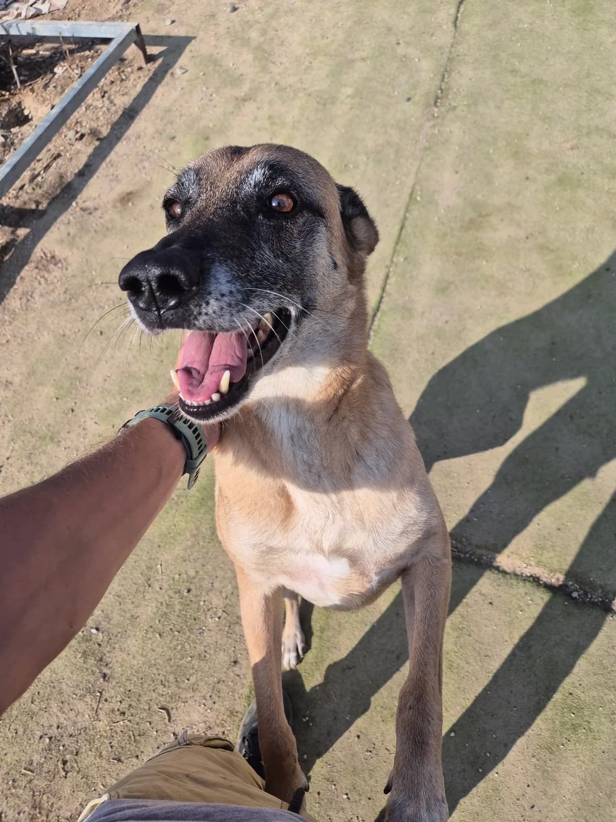 Cozy, male Belgian Shepherd for adoption at Maxi