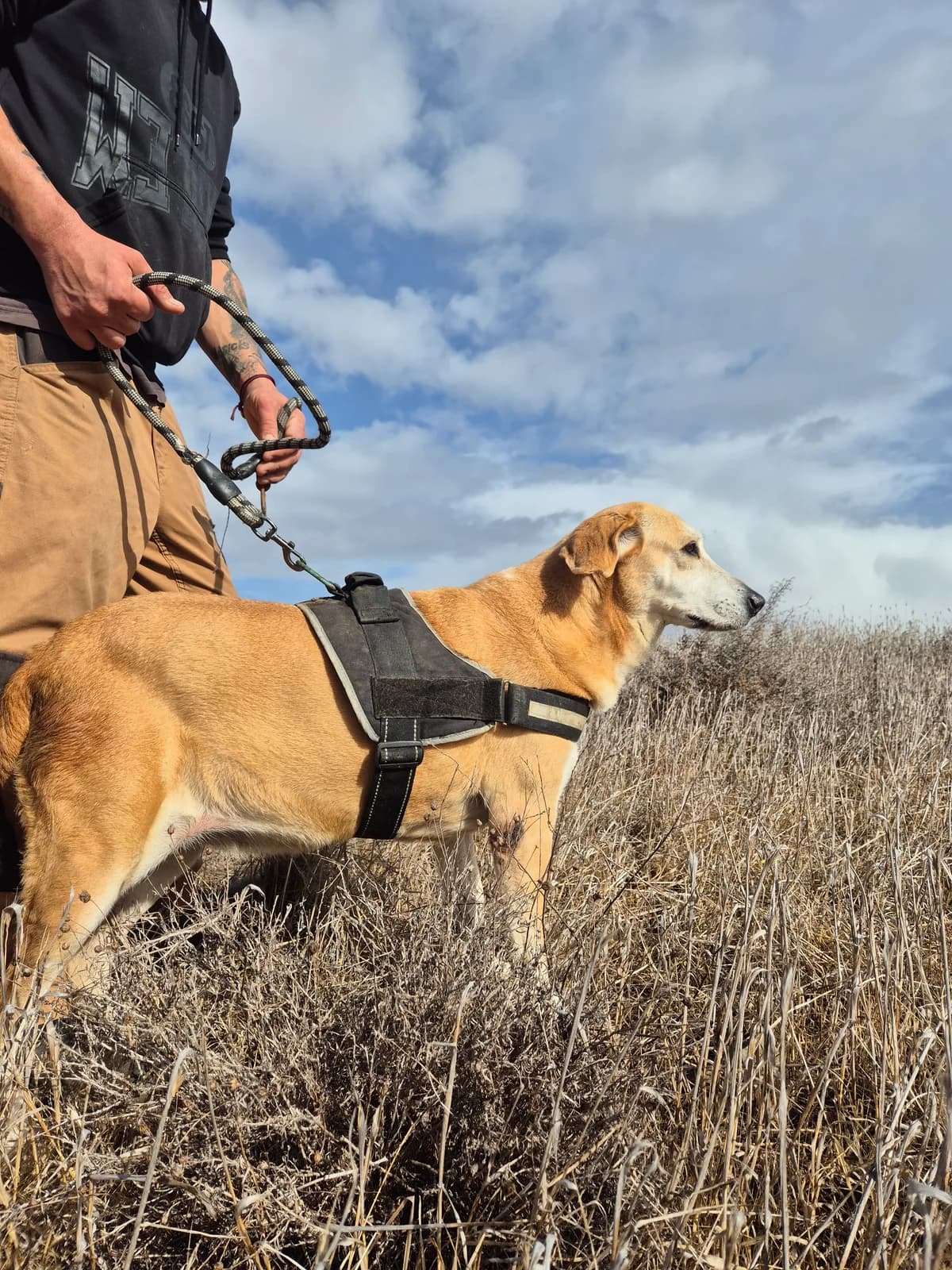 Dusha, female Labrador Retriever for adoption at Maxi