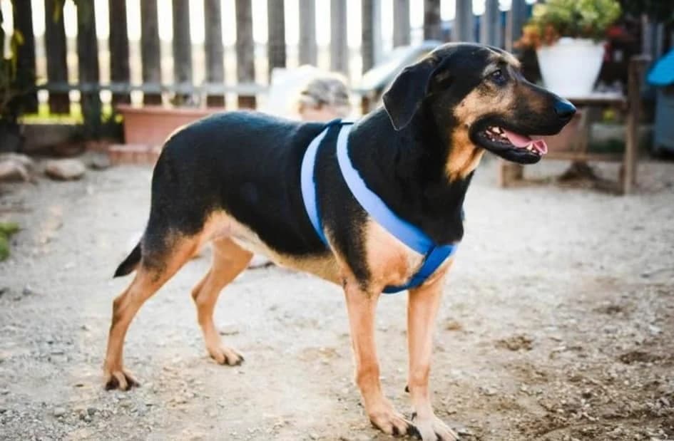 Maxi, female 6yo Mixed Breed for adoption at Maxi