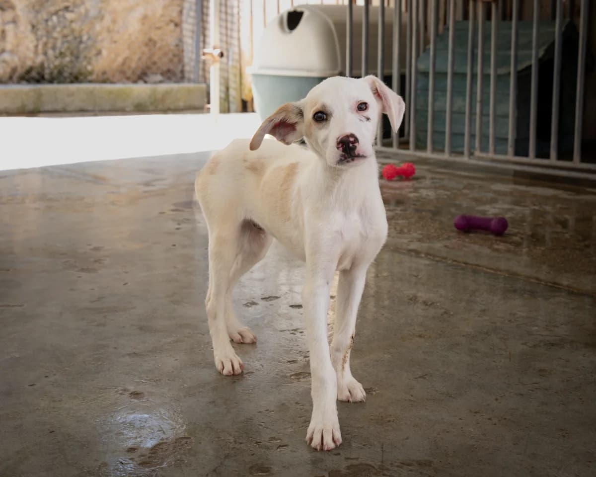 Nono,  Mixed Breed for adoption at Kyrenia Animal Rescue (North Cyprus), Karakum, Kyrenia