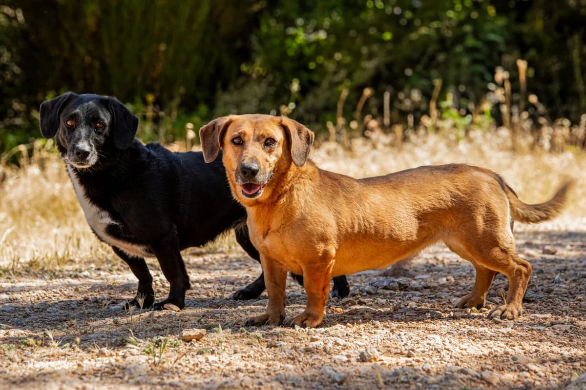 Della and Donna,  Mixed Breed for adoption at Kyrenia Animal Rescue (North Cyprus), Karakum, Kyrenia