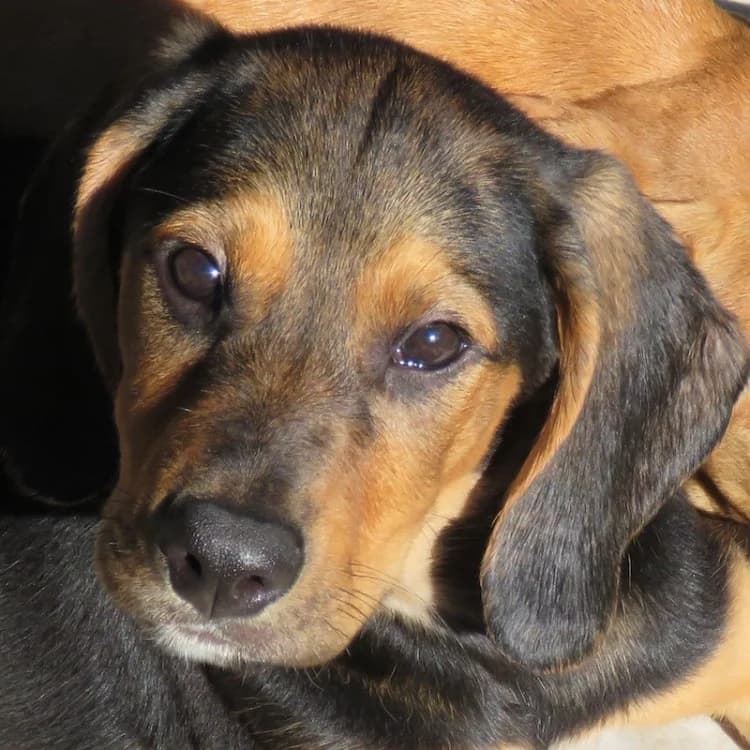 Missouri, male 3yo Mixed Breed for adoption at PAWS Dog Shelter Paphos