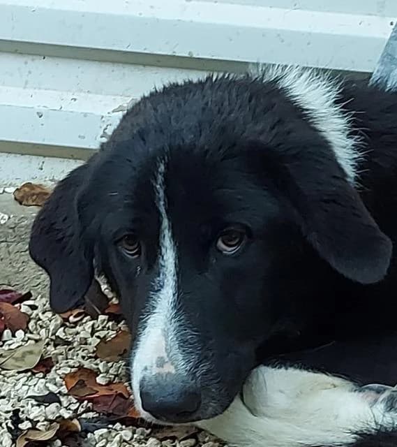 Goliath, male 7yo mixed breed for adoption at PAWS Dog Shelter Paphos
