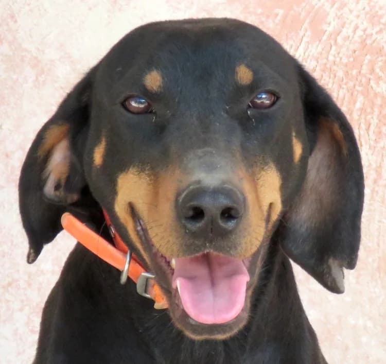 Koulia, female senior mixed breed for adoption at PAWS Dog Shelter Paphos