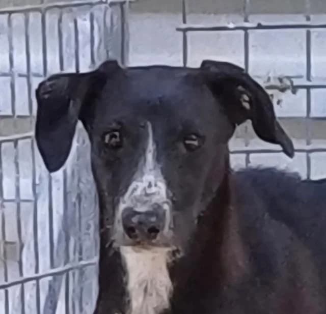 Lucia, female 4yo mixed breed for adoption at PAWS Dog Shelter Paphos