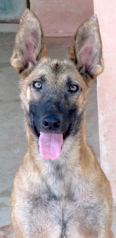 Sushi, male 4yo mixed breed for adoption at PAWS Dog Shelter Paphos