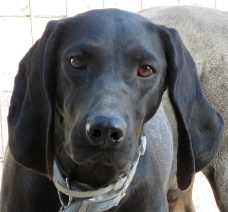 Ziggy, male senior mixed breed for adoption at PAWS Dog Shelter Paphos