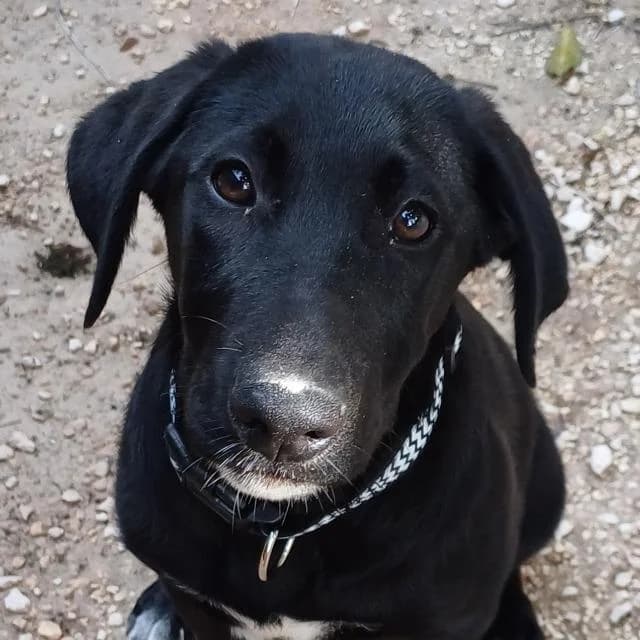 Turbo, male young mixed breed for adoption at PAWS Dog Shelter Paphos