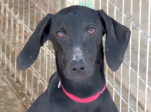 Sheara, female 3yo Mixed Breed for adoption at PAWS Dog Shelter Paphos