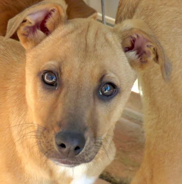 Siri, female young mixed breed for adoption at PAWS Dog Shelter Paphos