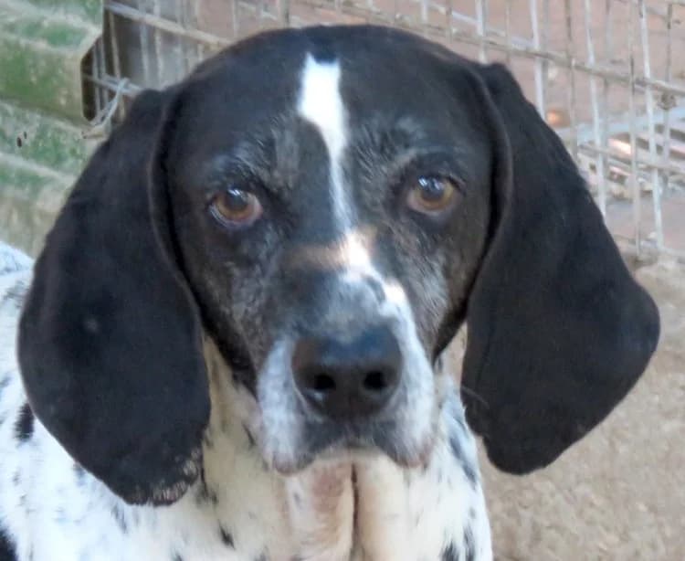 Fonzy, male senior mixed breed for adoption at PAWS Dog Shelter Paphos