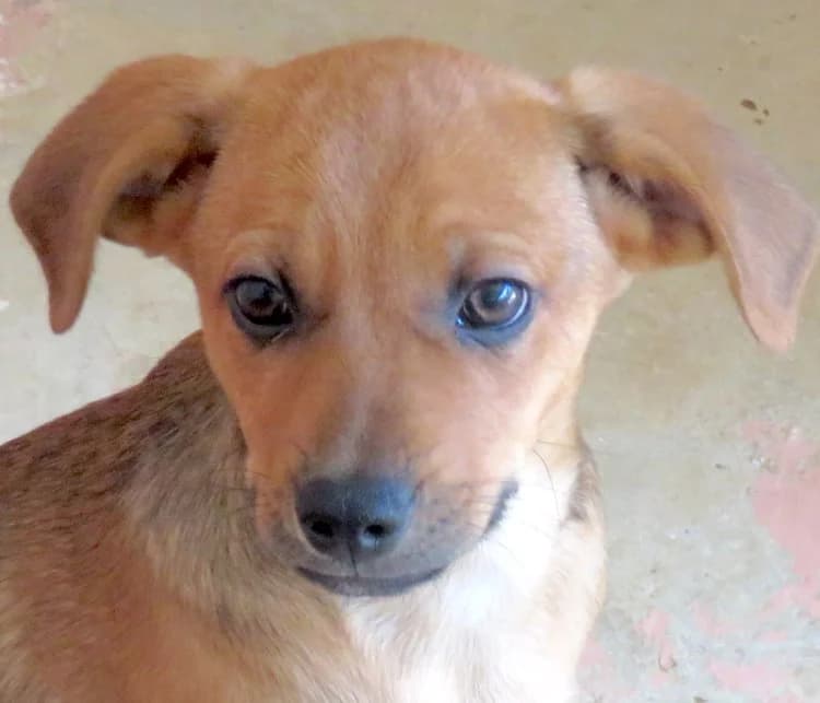 Finley, male young Mixed Breed for adoption at PAWS Dog Shelter Paphos