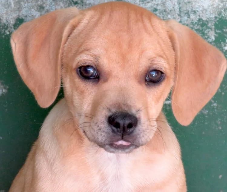 Ford, male young Mixed Breed for adoption at PAWS Dog Shelter Paphos