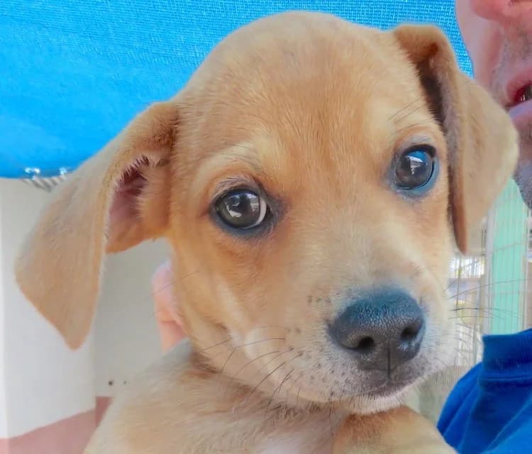 Fitz, male young Mixed Breed for adoption at PAWS Dog Shelter Paphos