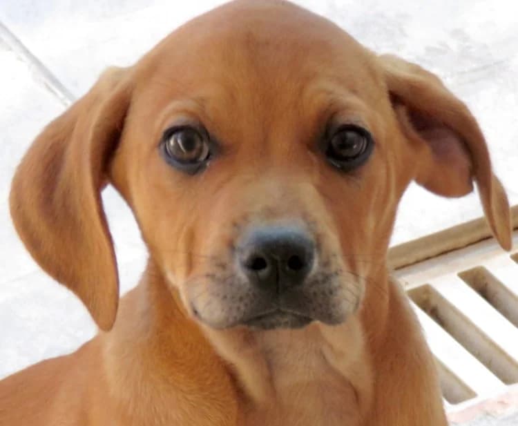 Fletcher, male young Mixed Breed for adoption at PAWS Dog Shelter Paphos