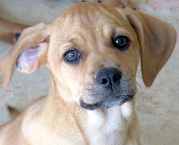 Flora, female young Mixed Breed for adoption at PAWS Dog Shelter Paphos