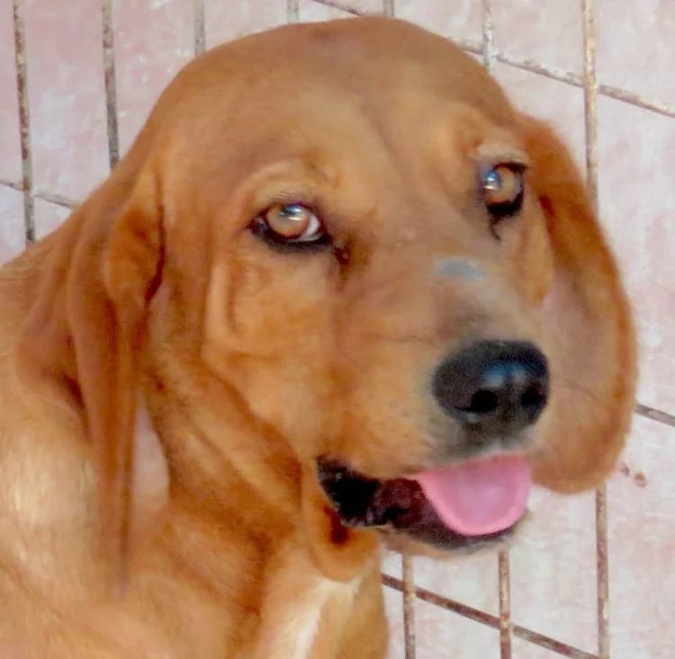 Felicity, male 3yo mixed breed for adoption at PAWS Dog Shelter Paphos