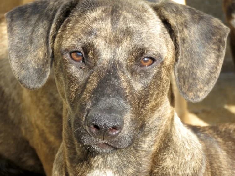 Brigitte, female young mixed breed for adoption at PAWS Dog Shelter Paphos