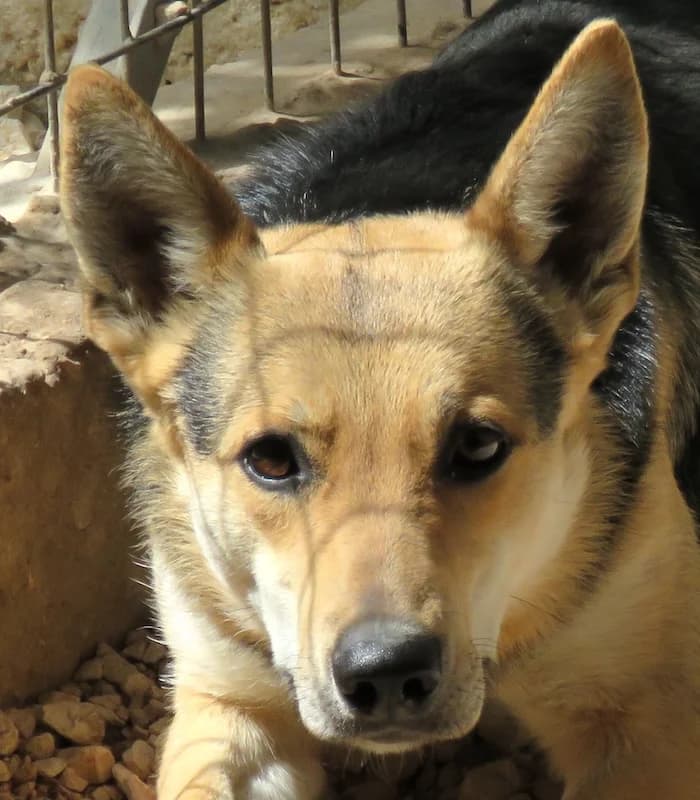 Mateo, male young mixed breed for adoption at PAWS Dog Shelter Paphos