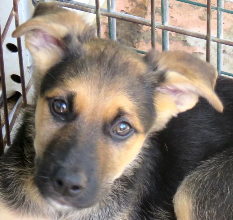 Marshal, male young mixed breed for adoption at PAWS Dog Shelter Paphos