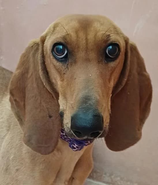 Petras, male 3yo mixed breed for adoption at PAWS Dog Shelter Paphos