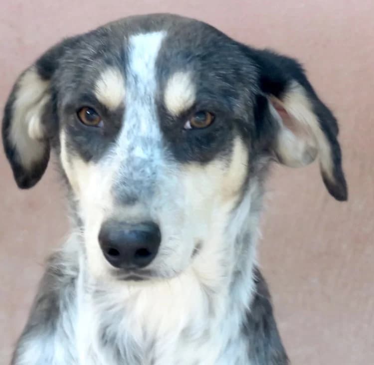 Aiden, male young Mixed Breed for adoption at PAWS Dog Shelter Paphos